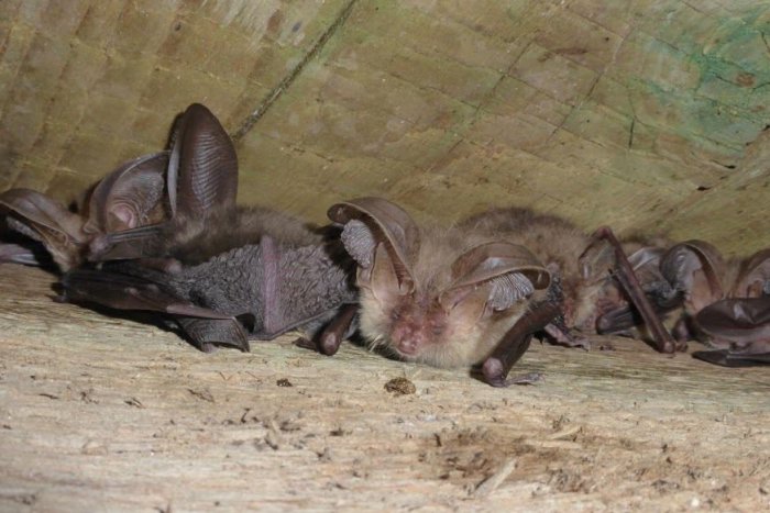 Ilustračný obrázok k článku Zimné sčítanie netopierov: Ochranári sa vydali aj do neprebádaných území