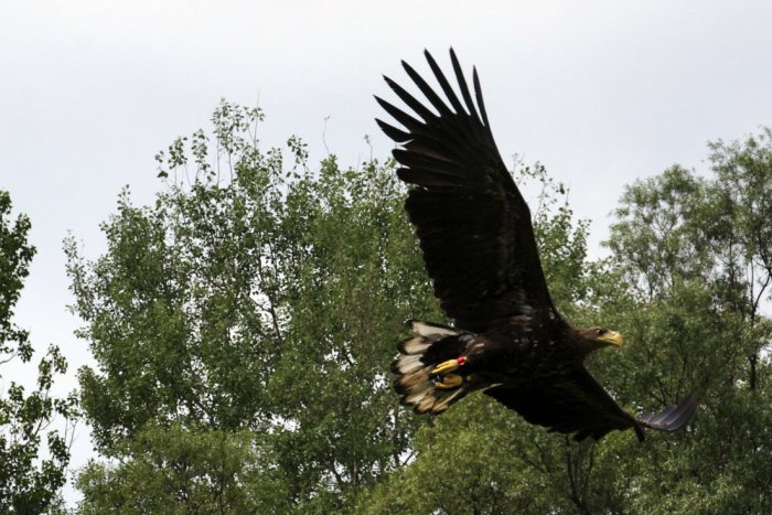 Ilustračný obrázok k článku V Nitrianskom kraji našli ďalšie uhynuté dravce: Pravdepodobne ich otrávili
