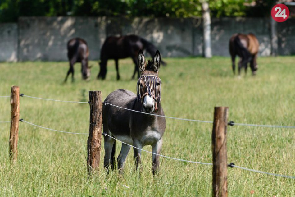 Ilustračný obrázok k článku Pekný úspech miestnych hospodárov: Najkrajší chotár roka leží v okrese Nové Zámky
