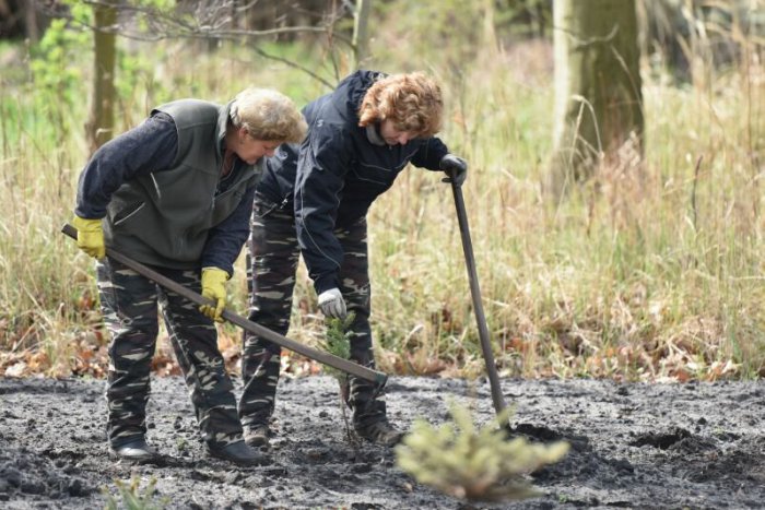 Ilustračný obrázok k článku Medzi Modrou a Šenkvicami sa bude cez víkend verejne sadiť les