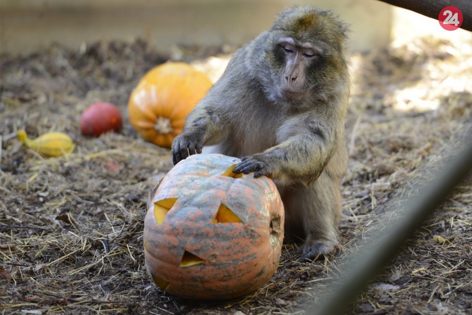 Ilustračný obrázok k článku Zoberte si do zoo tekvicu a vstup máte zadarmo