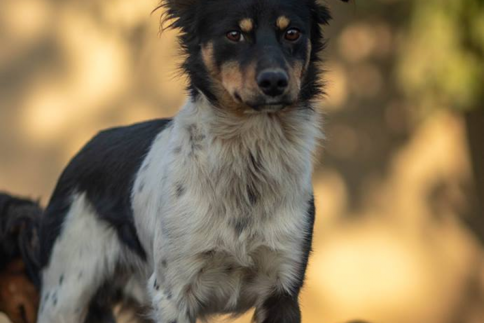 Ilustračný obrázok k článku FOTO, Prichádzajú chlpatí útulkáči: Ktorý z nich bude ten váš?