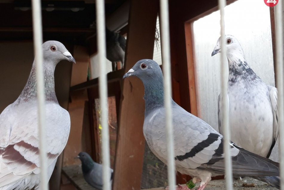 Ilustračný obrázok k článku KURIOZITA: Poštového holuba vydražili za rekordných 1,3 milióna eur