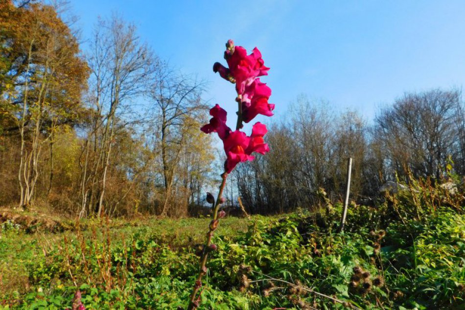 Ilustračný obrázok k článku Príroda je v šoku: Záhradkári hlásia rozkvitnuté stromy a kvitnúce kvety