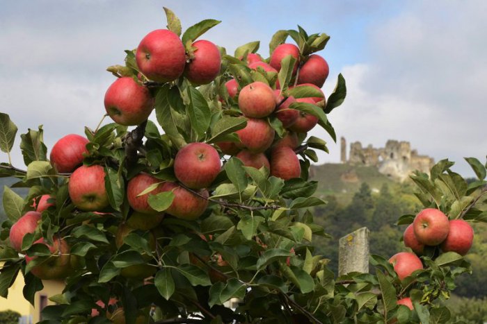 Ilustračný obrázok k článku Brezňania zachraňujú historický ovocný sad, projekt mal úspech
