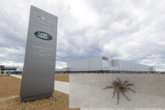 Ilustračný obrázok k článku Najväčší európsky pavúk chodí aj do Jaguaru: Odborník radí, naučiť sa s ním žiť