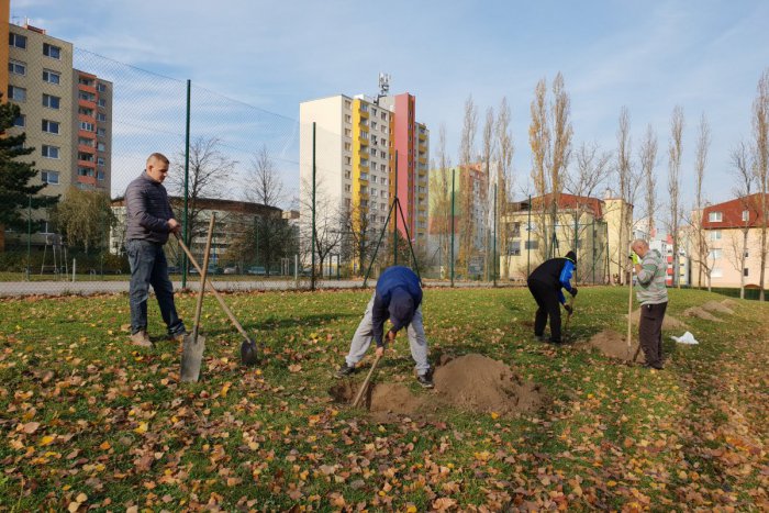 Ilustračný obrázok k článku Dúbravka sadí nové stromy aj záhony