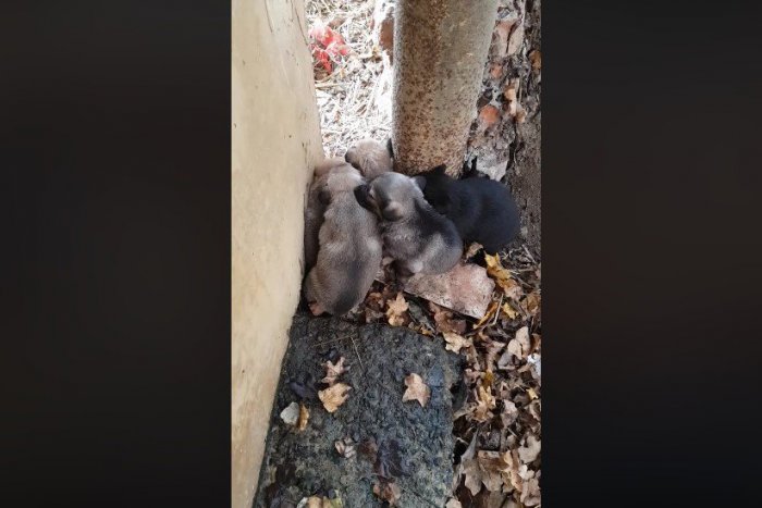 Ilustračný obrázok k článku Ako niekto mohol? Pri Žiari našli bezcitne vyhodené šteniatka, VIDEO