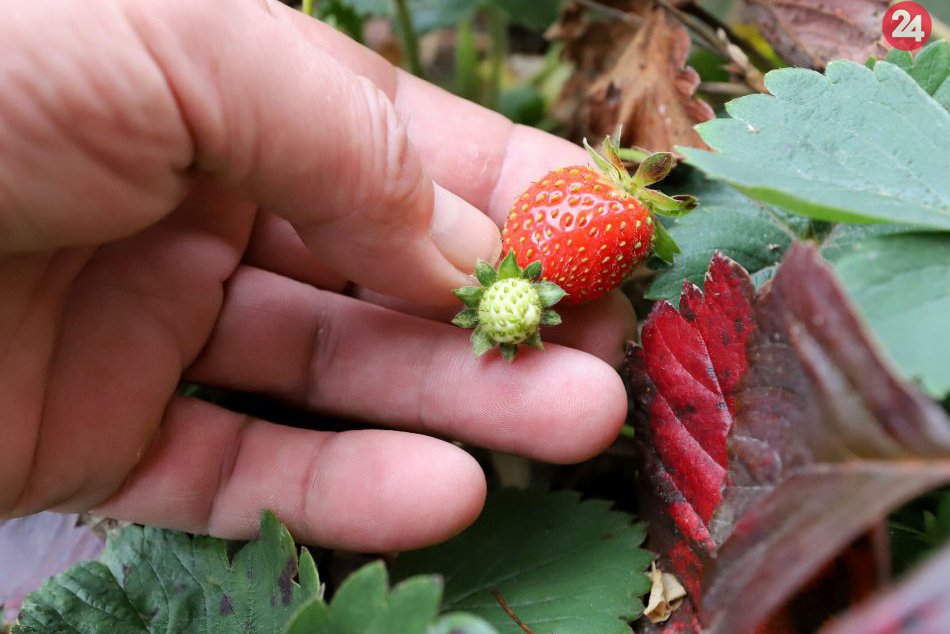 Ilustračný obrázok k článku FOTO: Pobláznená príroda. Vo Zvolene kvitnú chryzantémy aj jahody