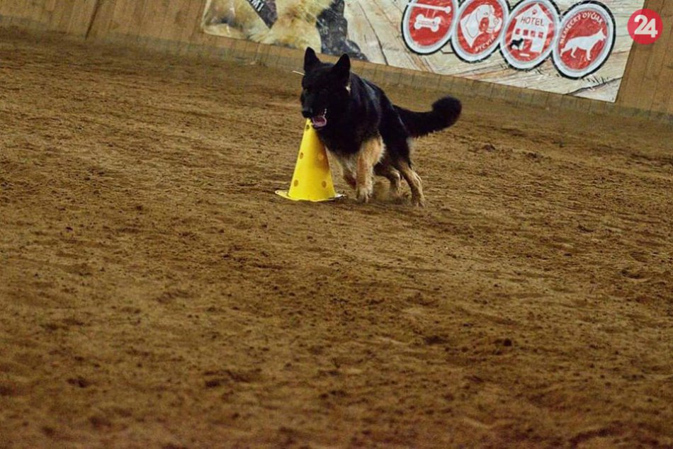 Ilustračný obrázok k článku Keď to psíkovia vedia: Halové preteky v poslušnosti pod taktovkou Podtatrancov