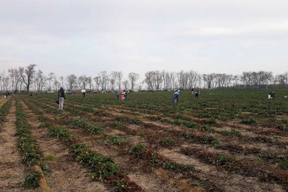 Ilustračný obrázok k článku Novembrový samozber jahôd: Zázrak prírody, či novodobá samozrejmosť? FOTO