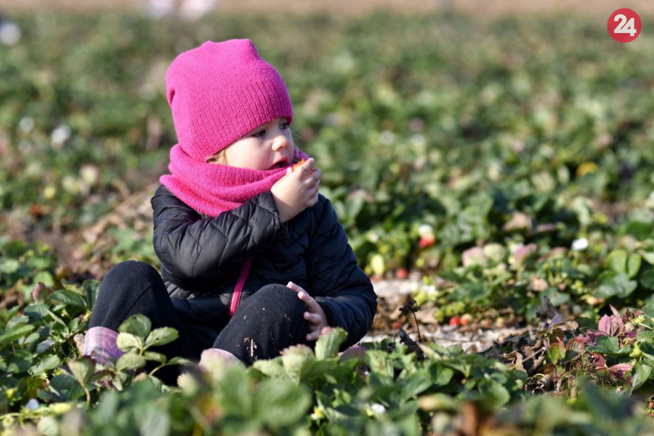 Ilustračný obrázok k článku KURIOZITA DŇA: Samozber jahôd uprostred novembra je realitou