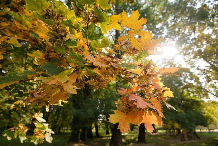 Ilustračný obrázok k článku RANNÁ ŠTVORKA: Piatok bude slnečný s teplotami do 11 °C, meniny má Agnesa