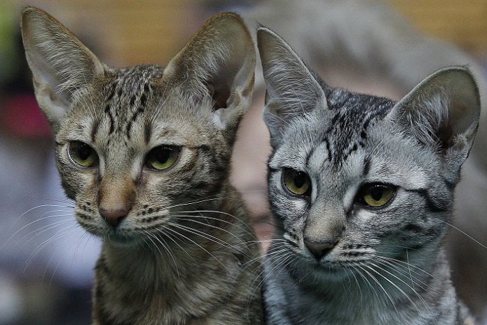 Ilustračný obrázok k článku Mačaciemu združeniu odklepli peniaze: Postarajú sa o túlavé zvieratá