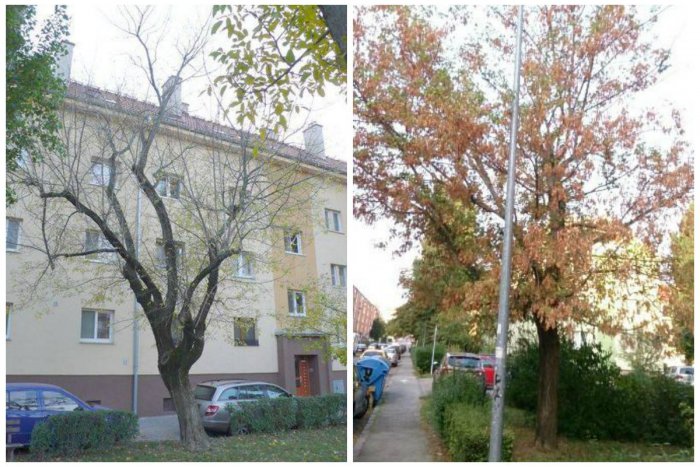 Ilustračný obrázok k článku Rača pokračuje v odstraňovaní drevín, ktoré vytláčajú pôvodné druhy rastlín