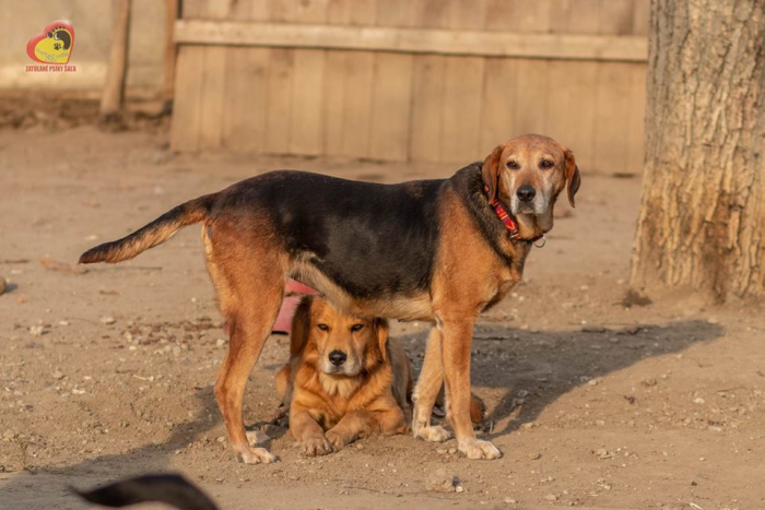 Ilustračný obrázok k článku FOTO, Psí kandidáti na adopciu prichádzajú: Ktorý chlpáč vás chytí za srdce?