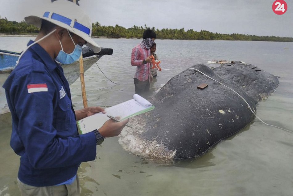 Ilustračný obrázok k článku Ľudstvo by sa malo zamyslieť: V žalúdku mŕtveho vorvaňa našli takmer 6 kíl plastov
