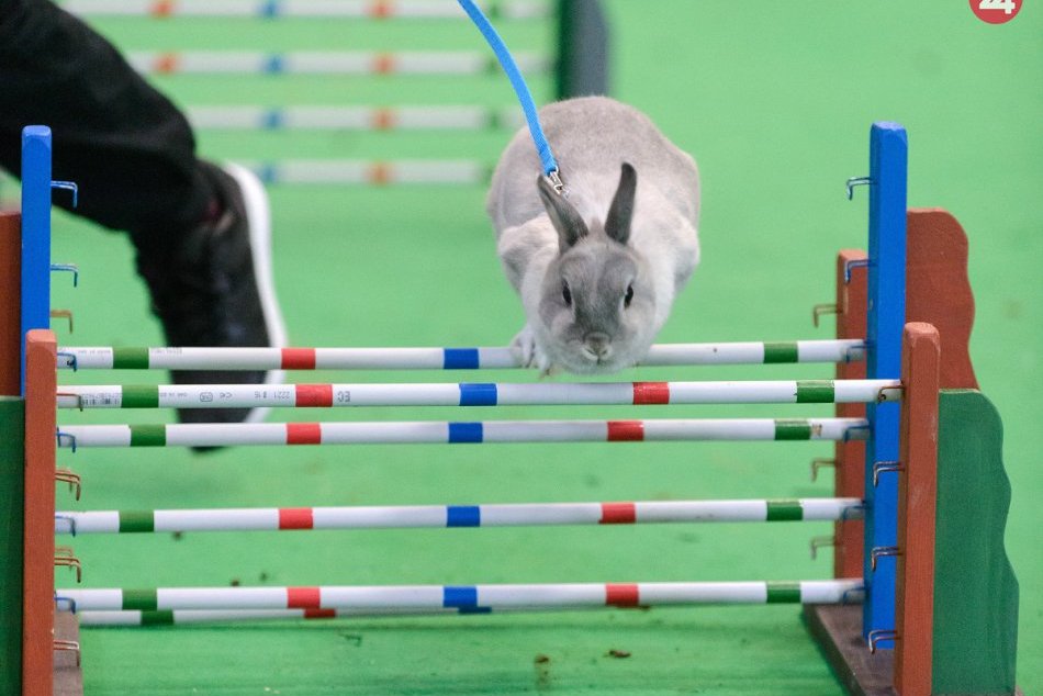 Ilustračný obrázok k článku Najlepší skokani pod Zoborom: Nitru čakajú Majstrovstvá Slovenska v králičom hope