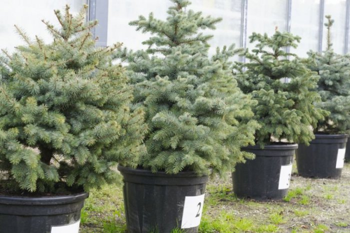 Ilustračný obrázok k článku Na Spišskej Magure vysadia tisícky stromčekov: Pomôcť dobrej veci môžu i ďalší dobrovoľníci