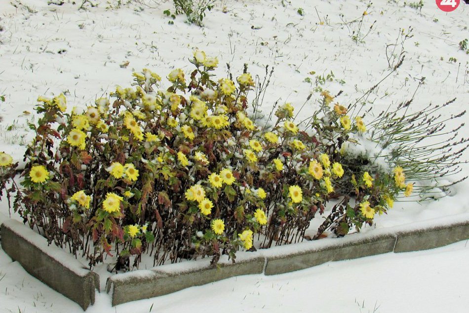 Ilustračný obrázok k článku FOTO a VIDEO z nášho mesta: V Prešove napadala prvá nádielka snehu