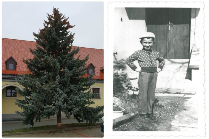 Ilustračný obrázok k článku Vianočnú Raču ozdobí statný smrek, ktorý rástol so svojím majiteľom