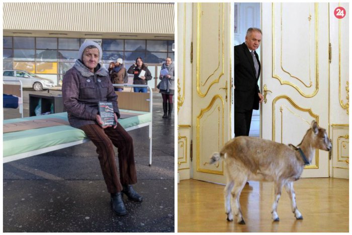 Ilustračný obrázok k článku TOP 5 tém týždňa: Darujte pod stromček skutočné darčeky, ktoré zachraňujú životy