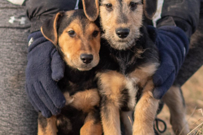 Ilustračný obrázok k článku FOTO,  Zoberte si domov útulkáča: Štvornohí chlpáči už túžobne čakajú