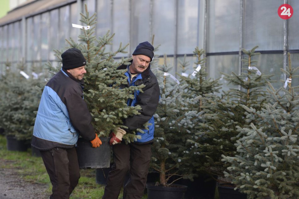 Ilustračný obrázok k článku KURIOZITA DŇA: V Košiciach si môžete prenajať vianočný stromček