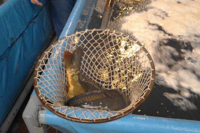 Ilustračný obrázok k článku FOTO, Predsviatočná nálada v Šali stúpa: Už máte svoju vianočnú rybu?