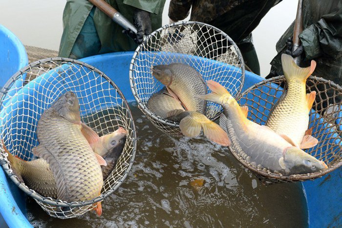 Ilustračný obrázok k článku Ryba a šalát na vianočnom stole? To bola pri Žiline novinka...