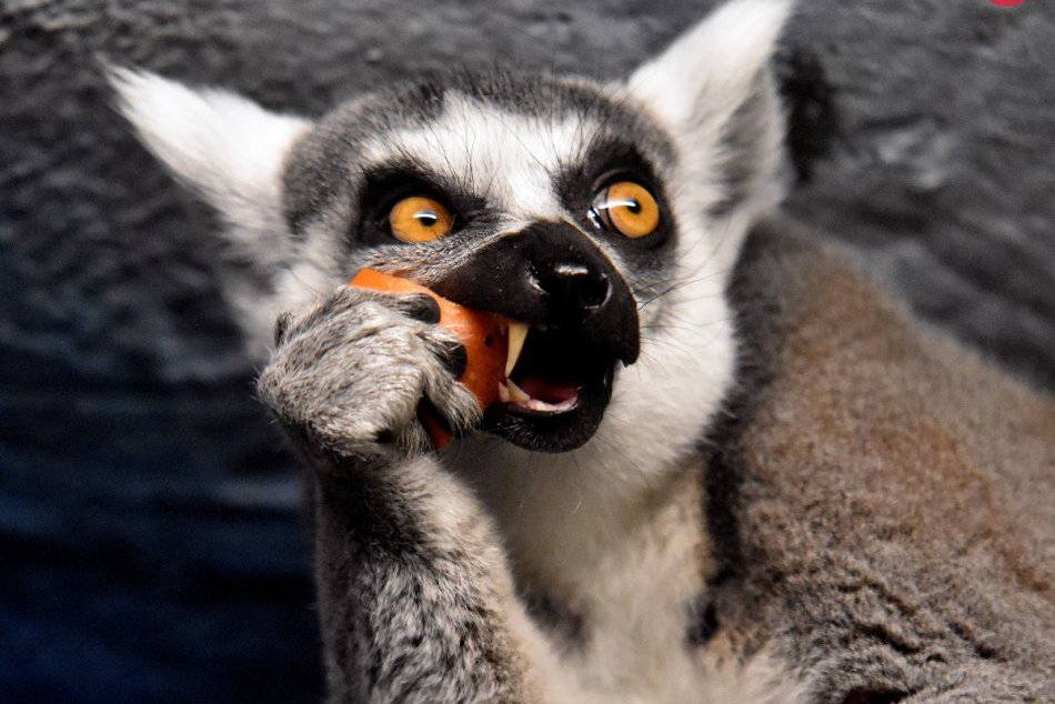 Ilustračný obrázok k článku FOTO: Zvieratká v zoo už majú Vianoce. Darčeky dostali v predstihu