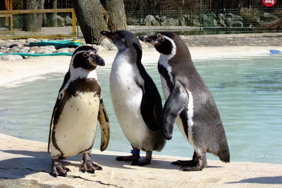 Ilustračný obrázok k článku FOTO: Košická ZOO má za sebou úspešný rok. Pribudli atraktívne druhy zvierat