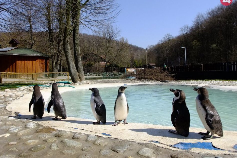 Ilustračný obrázok k článku Do košickej zoo pribudnú atraktívne zvieratá, leopardy čínske a tigre ussurijské