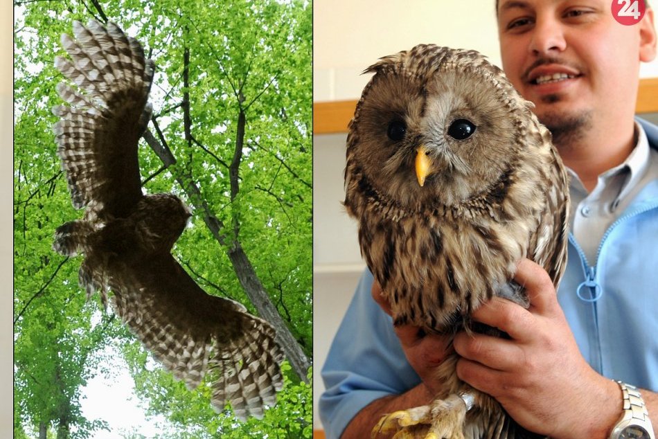 Ilustračný obrázok k článku Pripravené pre budúce rodiny: Na vzácne sovy v Tribeči čakajú nové búdky