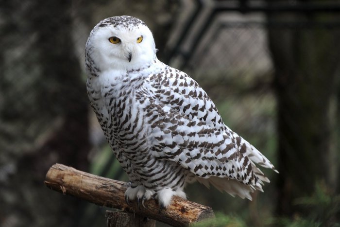 Ilustračný obrázok k článku Na Slovensko prileteli vzácni hostia: Zimu u nás prečká aj sova snežná, FOTO