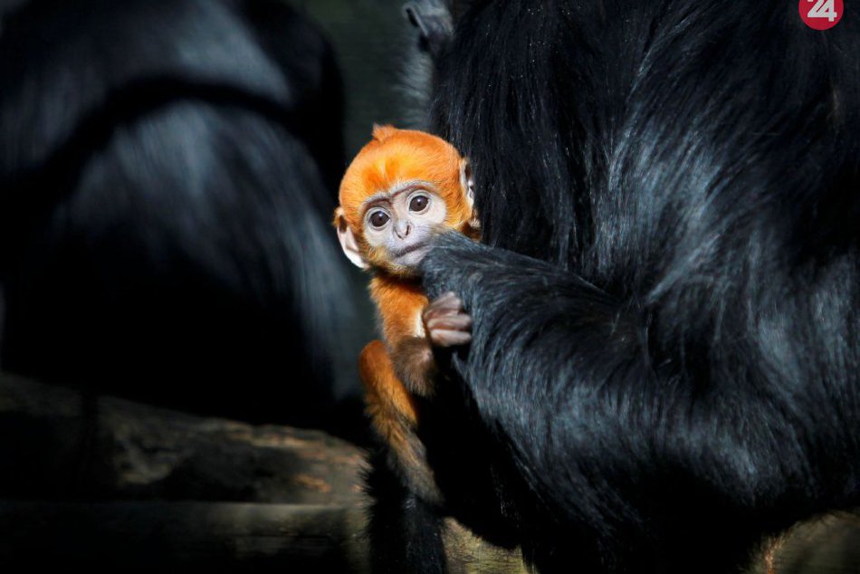 Ilustračný obrázok k článku Vo Vietname zatkli šesť mužov: Za živa jedli opicu z ohrozenéhu druhu