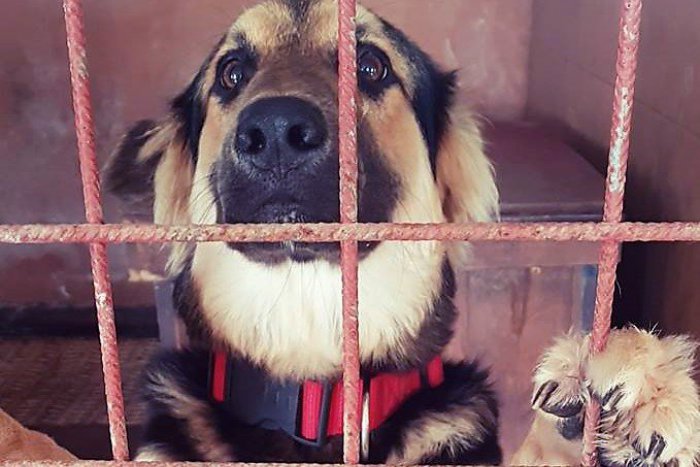 Ilustračný obrázok k článku Vydesení žiarski psíci: Útulok sa pred Silvestrom chystá na jednu vec