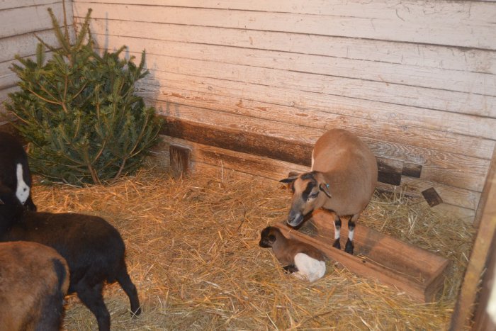 Ilustračný obrázok k článku V zoo sa narodila ovečka kamerunská. Je to prvé mláďa tohto roku