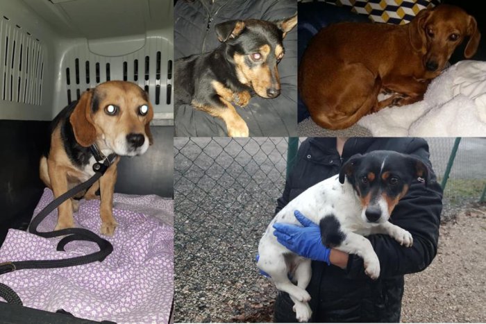 Ilustračný obrázok k článku Čo malo nohy, to utekalo: Na Silvestra odchytili psíka z Jelšoviec až na R1