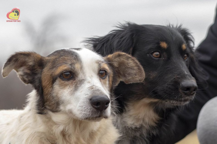 Ilustračný obrázok k článku FOTO, Psíci z útulku už čakajú: Pozrite si náš seriál s ponukou a vyberajte