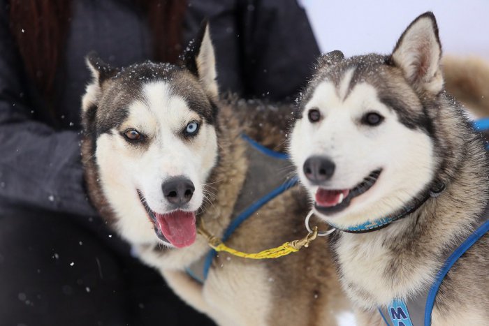 Ilustračný obrázok k článku Zaujímavé INFO o psoch v Bystrici: Na týchto 10 uliciach ich žije najviac