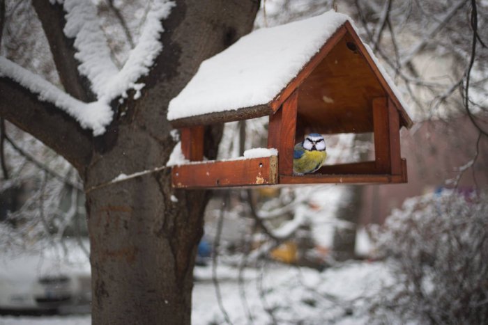 Ilustračný obrázok k článku V Trnave osadia krmítka pre vtáky s online mapou: O umiestnení rozhodnú obyvatelia