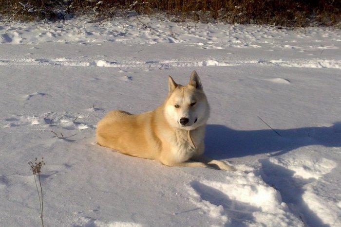 Ilustračný obrázok k článku Psíčkari na nich nedajú dopustiť: Ktoré plemená dominujú v Trenčíne?