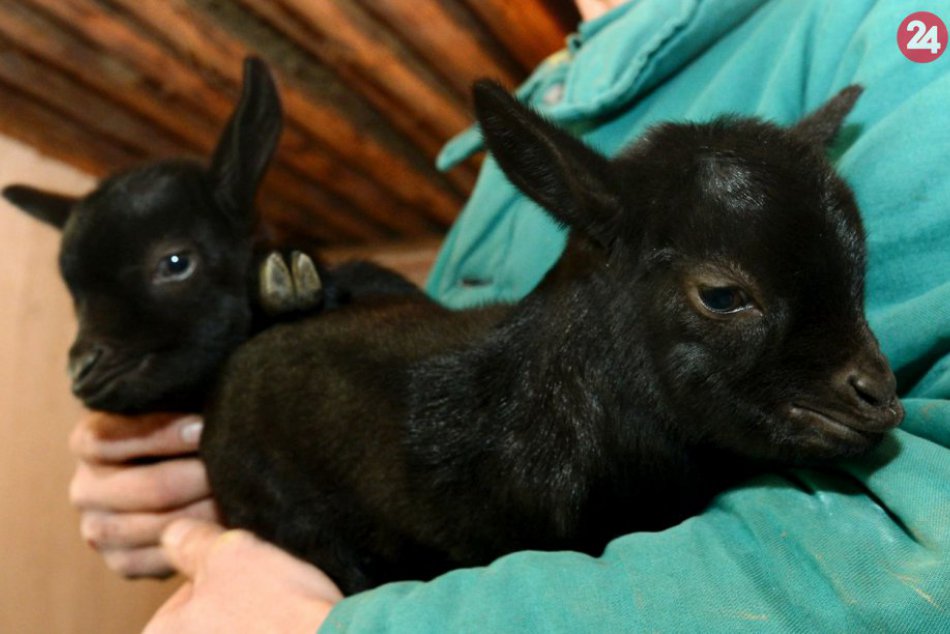 Ilustračný obrázok k článku KURIOZITA DŇA: V bojnickej zoo sa tešia z prvých tohtoročných prírastkov