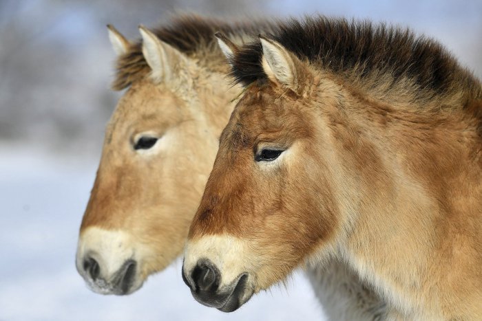 Ilustračný obrázok k článku RANNÁ ŠTVORKA: Streda bude oblačná s teplotami do 6 °C, meniny má Kristína
