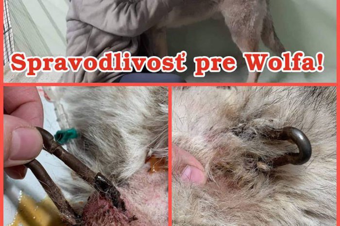 Ilustračný obrázok k článku Psovi priamo do krku až pod kožu zacvakli karabínu! Wolf je už v košickom útulku
