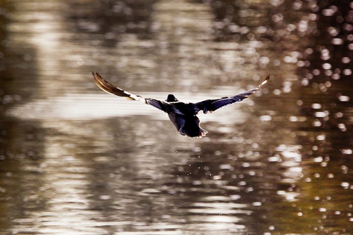 Ilustračný obrázok k článku Pri Revúcej sčítali vodné vtáctvo. Na vodnej nádrži Miková prišlo prekvapenie