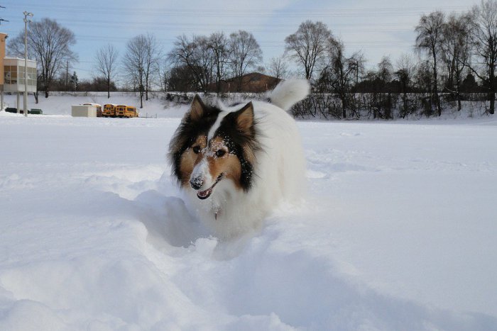 Ilustračný obrázok k článku Nevšedné plemená psov v Trenčíne? Aj na takéto rasy môžete natrafiť, FOTO