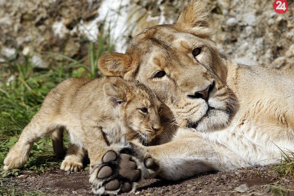 Ilustračný obrázok k článku Muž preliezol plot a vkradol sa do zoo: Zabil ho lev