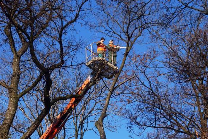 Ilustračný obrázok k článku Stromy v Sade Janka Kráľa trápi hniloba, preschnutie, trhliny aj imelo
